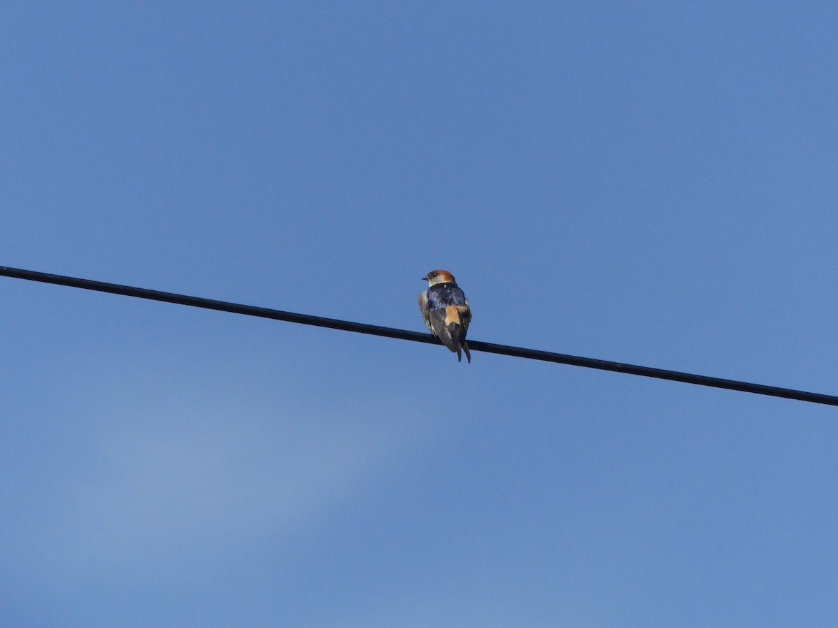 Greater Striped Swallow - ML615858495