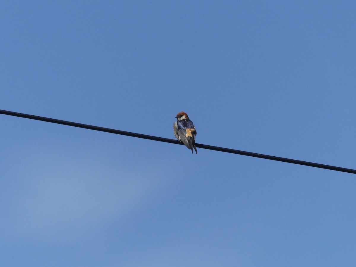 Greater Striped Swallow - ML615858496