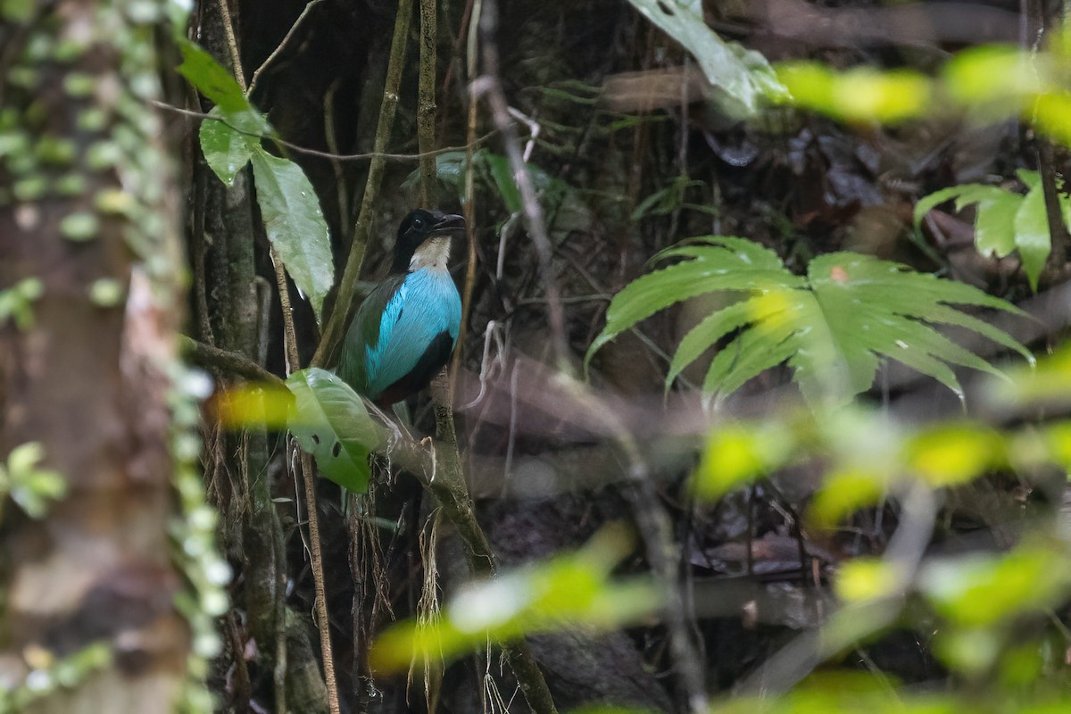 Azure-breasted Pitta - Po-Wei Chi