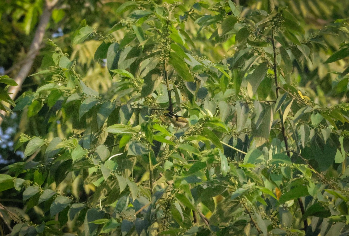 Yellow-throated Tinkerbird - ML615858735
