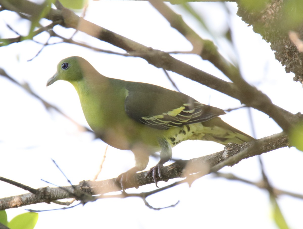 Gray-fronted Green-Pigeon - ML615858979