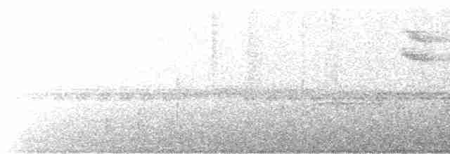 leskovec neotropický - ML615858998
