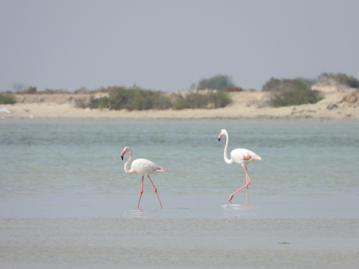 Greater Flamingo - ML615859004