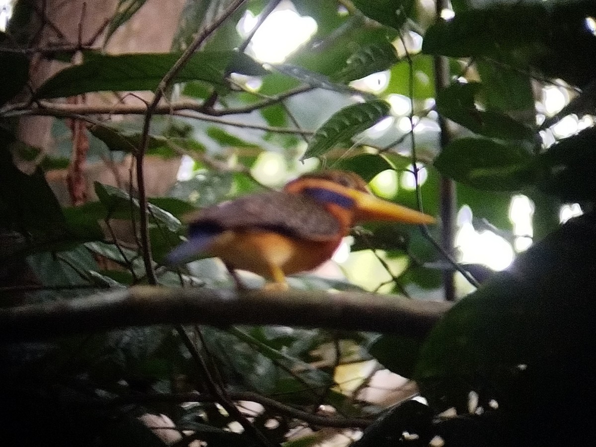 Rufous-collared Kingfisher - ML615859180