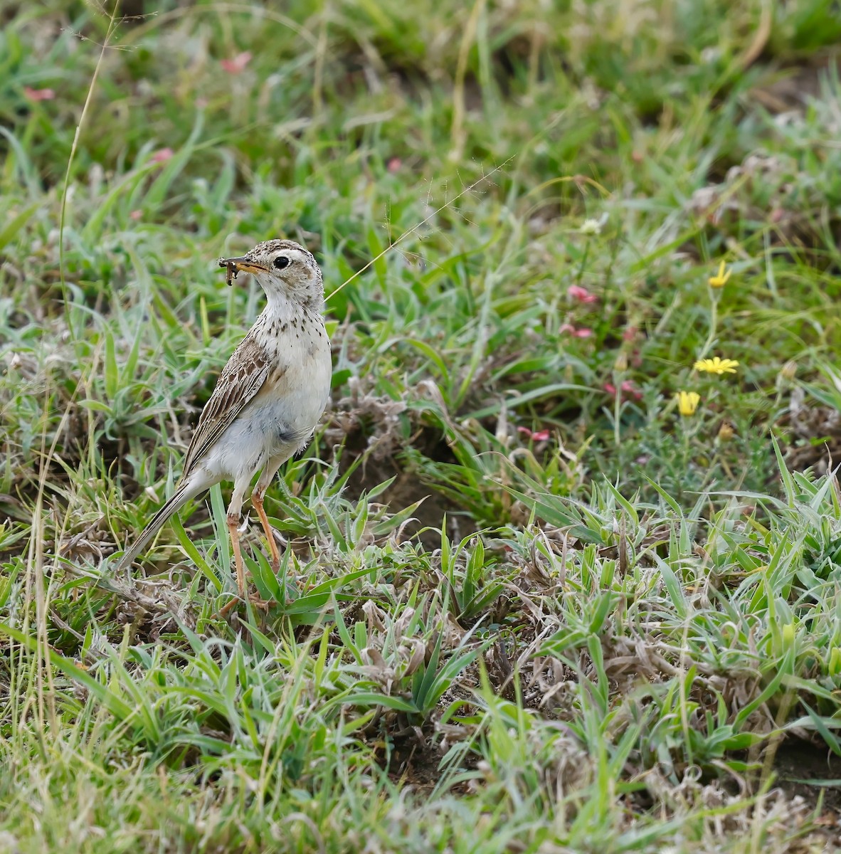African Pipit (African) - ML615859305