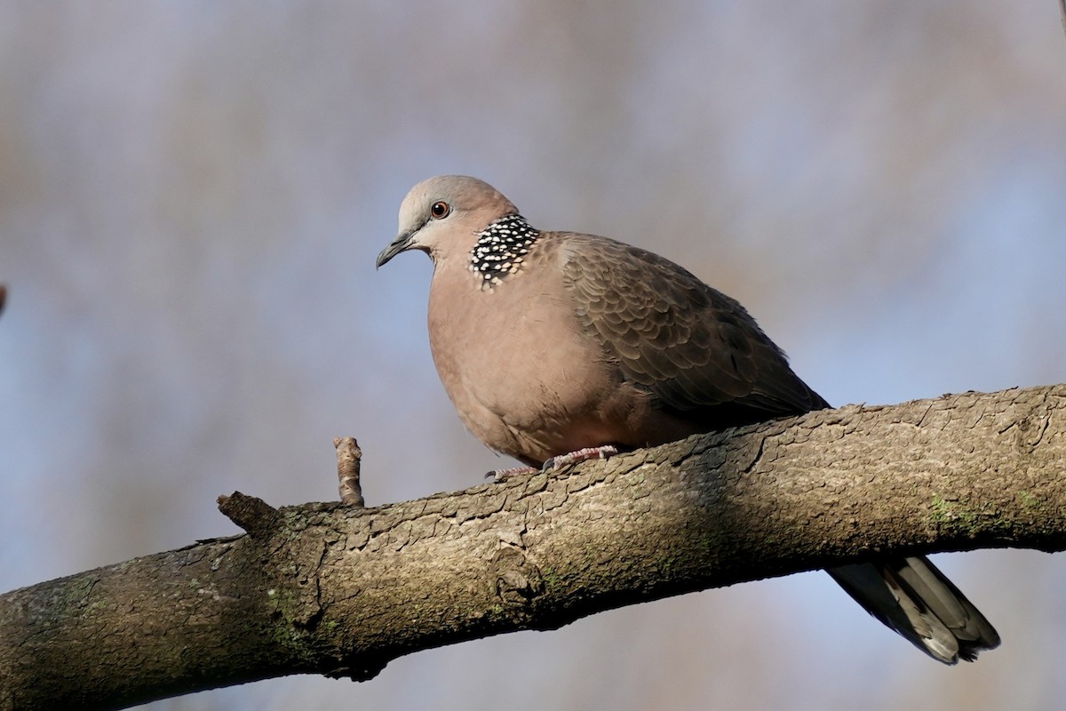 Spotted Dove - ML615859646