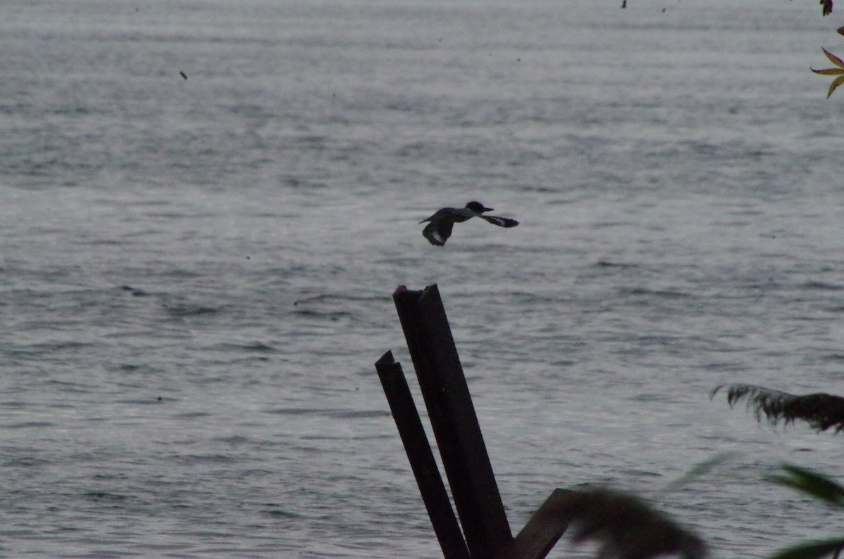 Belted Kingfisher - ML615859776