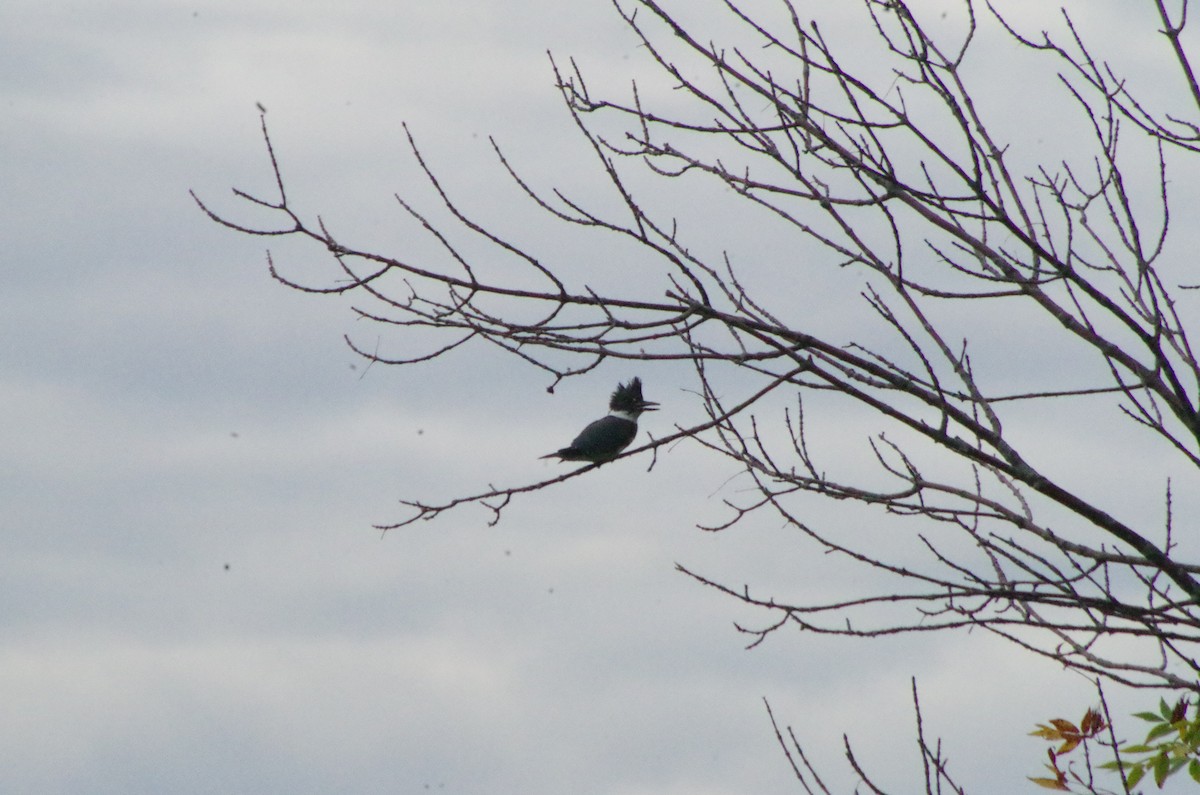 Belted Kingfisher - ML615859779