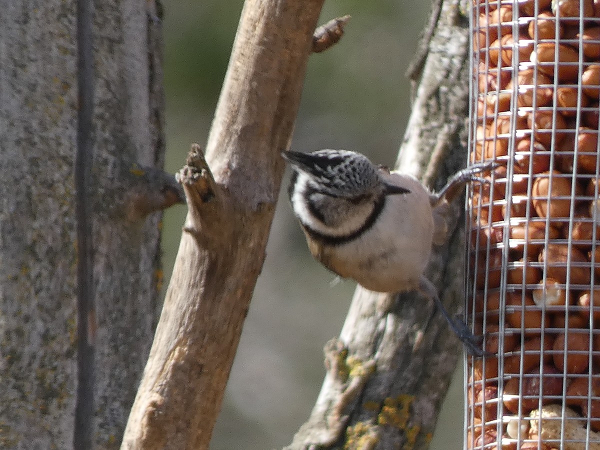 Crested Tit - ML615859868