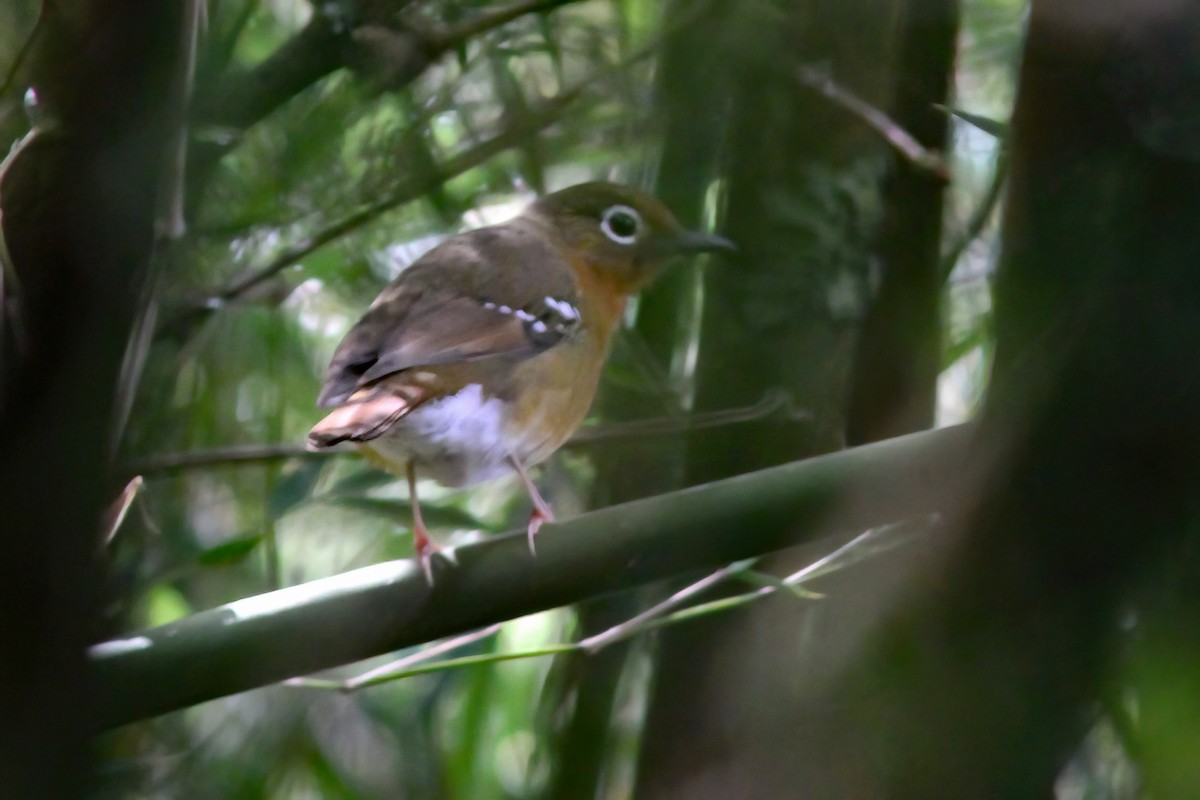 Abyssinian Ground-Thrush (Abyssinian) - ML615860131