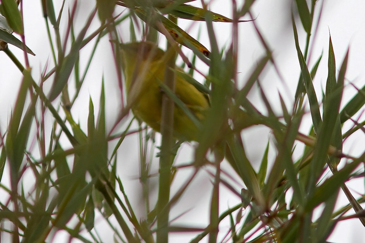 Mountain Yellow-Warbler - ML615860196