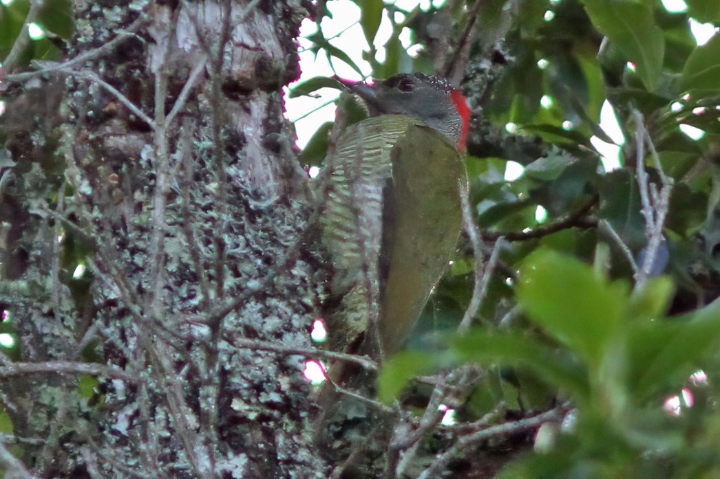 Fine-banded Woodpecker - ML615860257