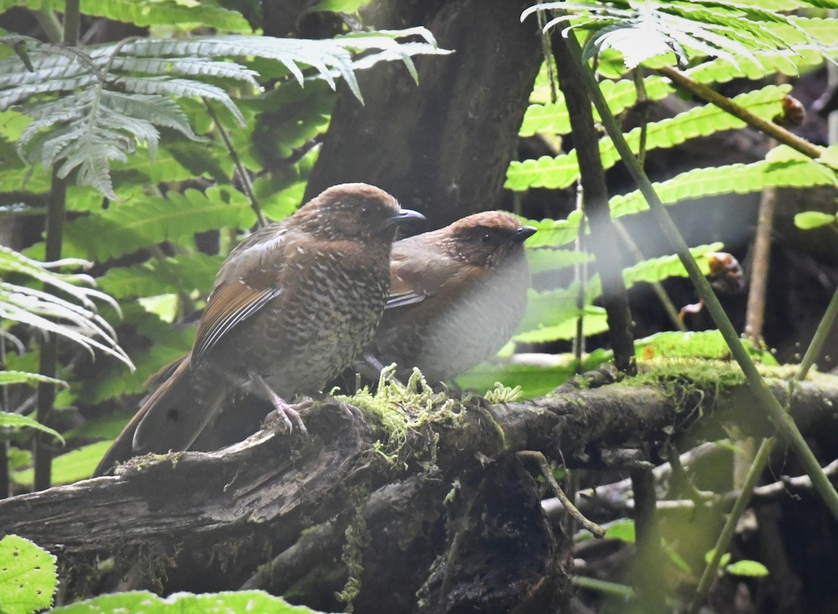 Brown-capped Laughingthrush - ML615860402