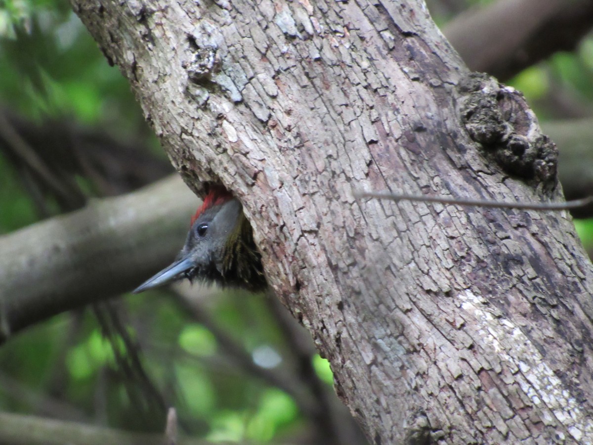 Olive Woodpecker (Southern) - ML615860685
