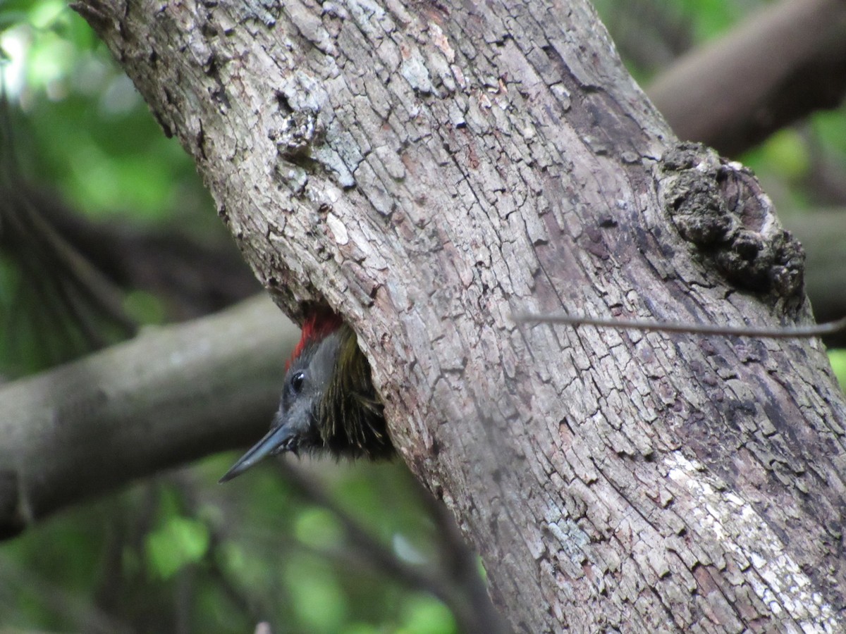 Olive Woodpecker (Southern) - ML615860686