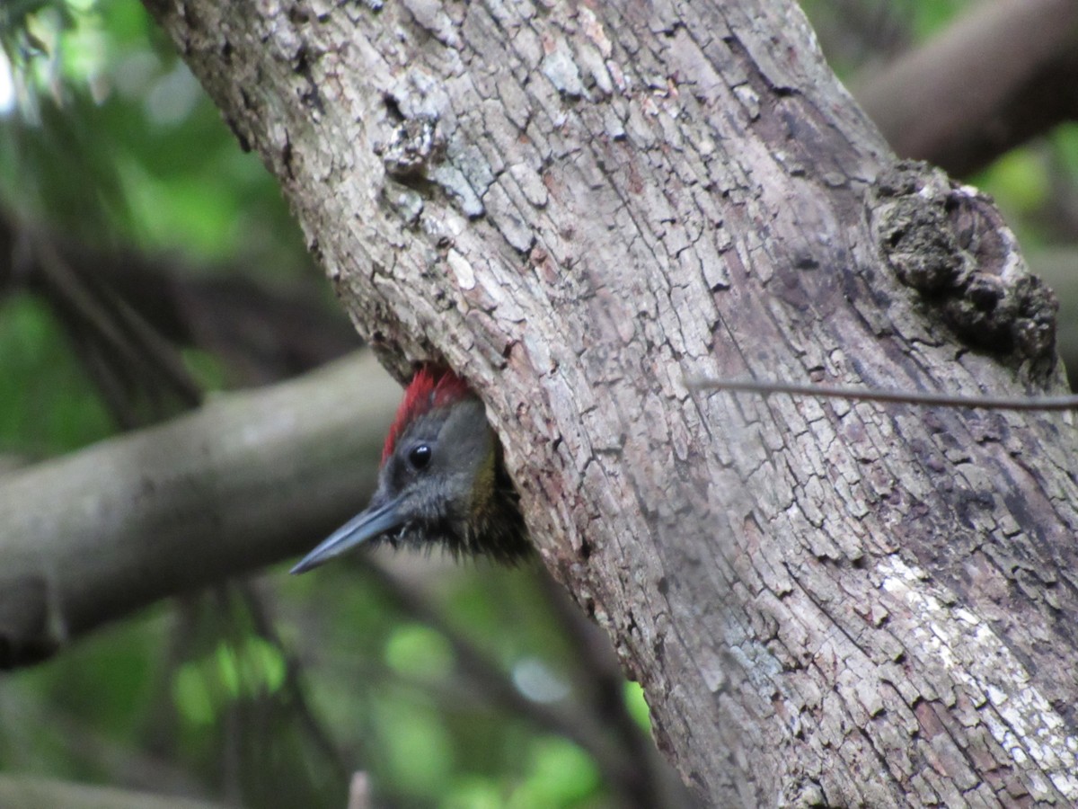 Olive Woodpecker (Southern) - Ángel Dolón