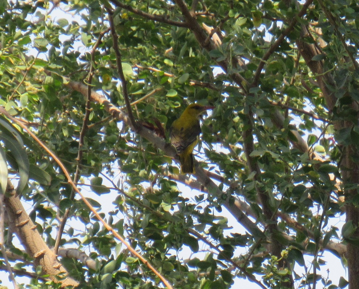 Indian Golden Oriole - ML615860773
