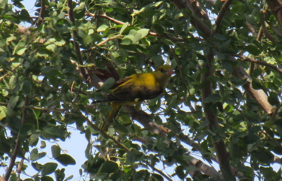 Indian Golden Oriole - ML615860774