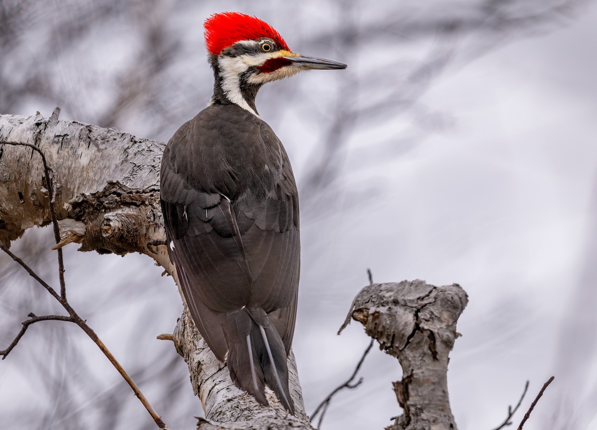 Pileated Woodpecker - ML615860831