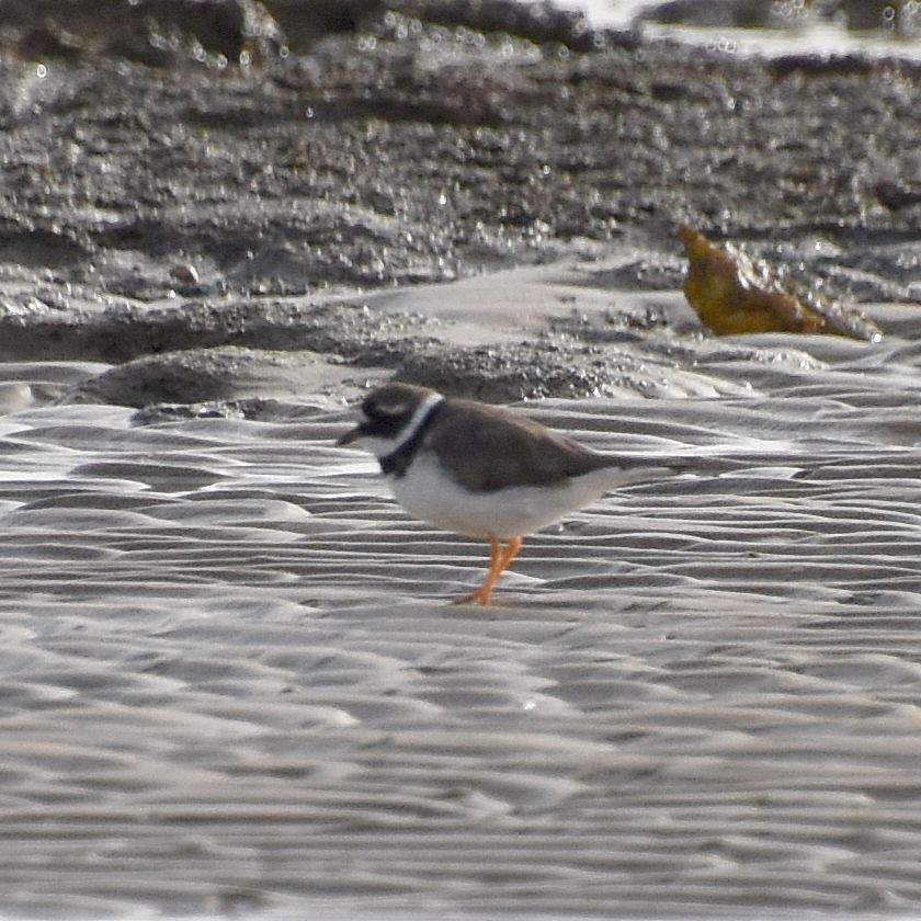 Common Ringed Plover - ML615860838