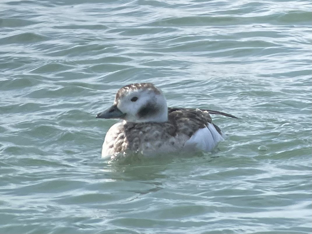 Long-tailed Duck - ML615860857