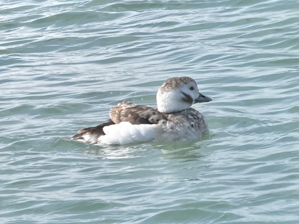 Long-tailed Duck - ML615860858