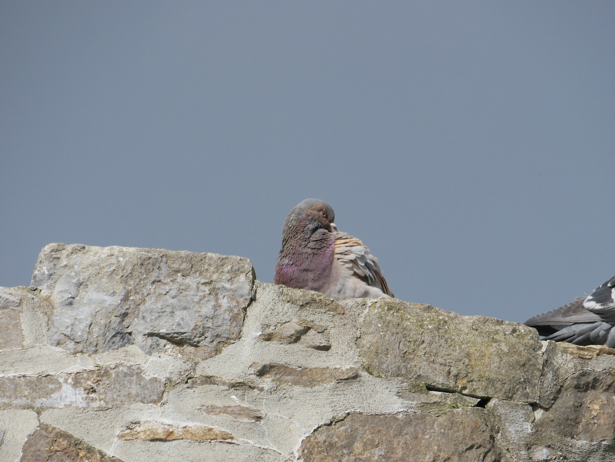 Rock Pigeon (Feral Pigeon) - ML615860862
