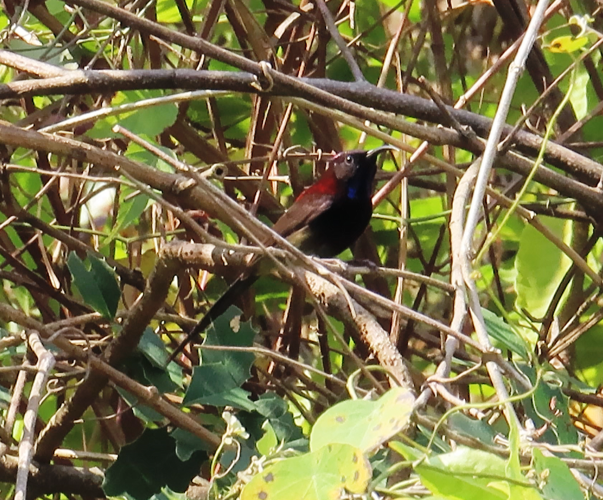 Black-throated Sunbird - ML615860976