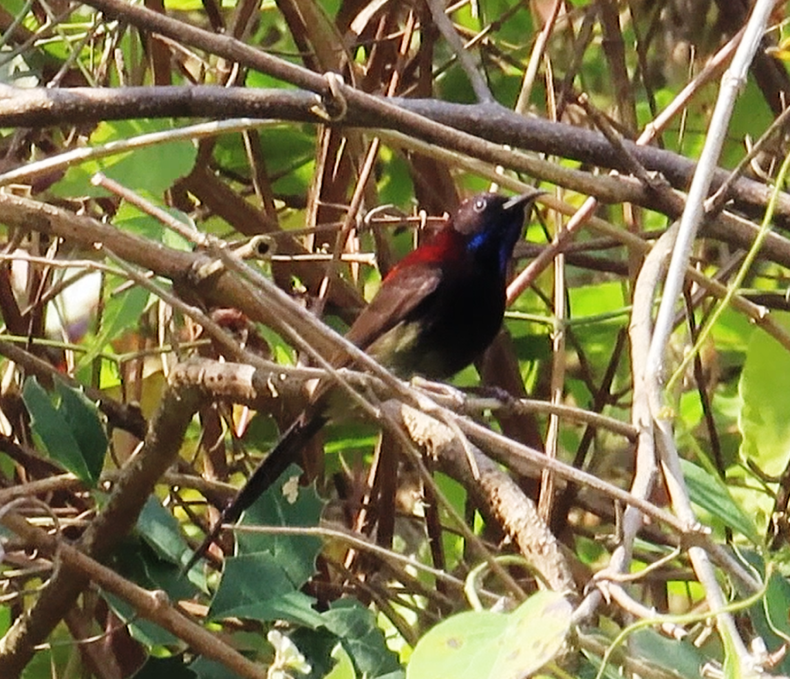 Black-throated Sunbird - Arend van Riessen