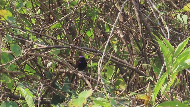 Black-throated Sunbird - ML615860982