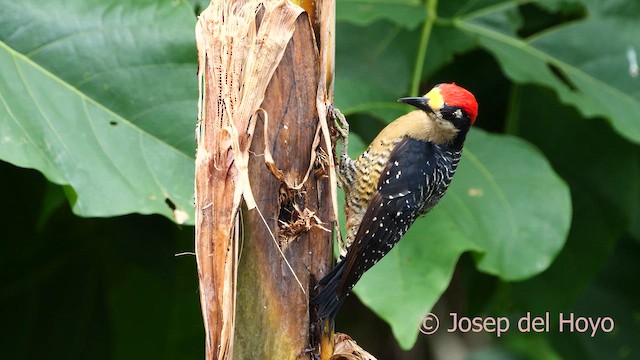 Black-cheeked Woodpecker - ML615861037