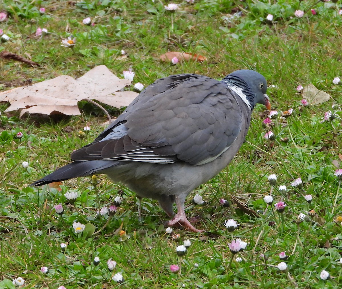 Common Wood-Pigeon - ML615861117