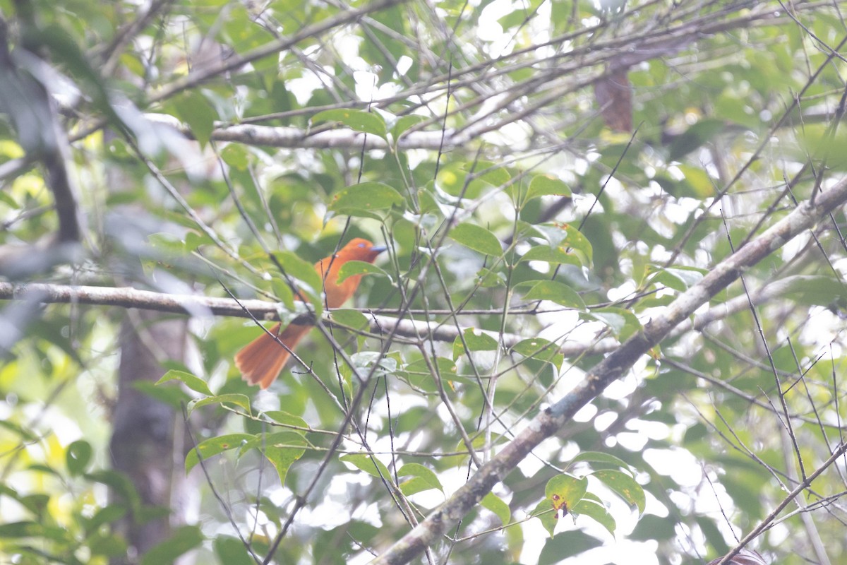 Rufous Paradise-Flycatcher (Southern) - ML615861252