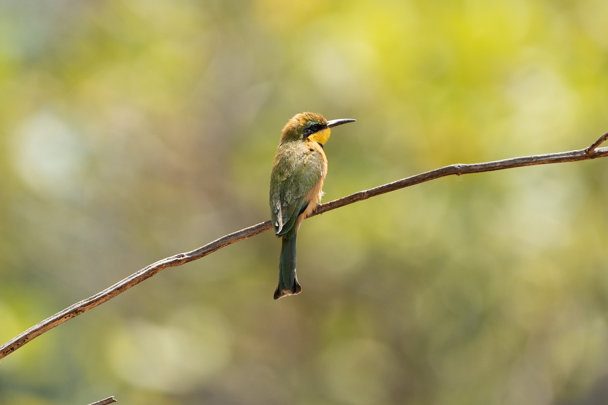 Little Bee-eater - Eugene Booysen