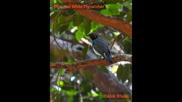 Blue-and-white Flycatcher - ML615861826