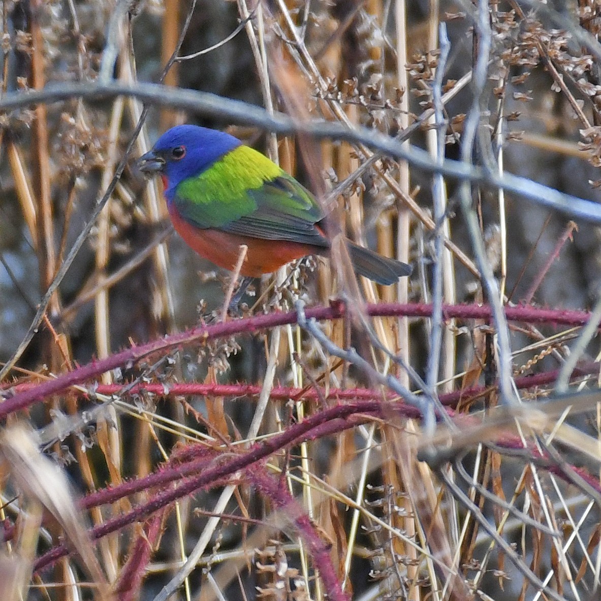 Painted Bunting - ML615862185
