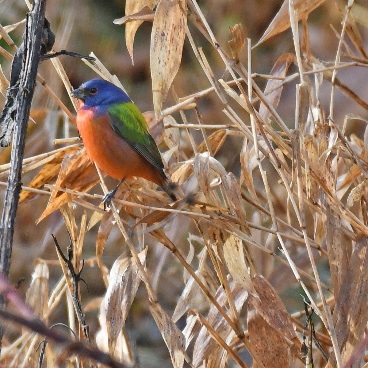 Painted Bunting - ML615862187