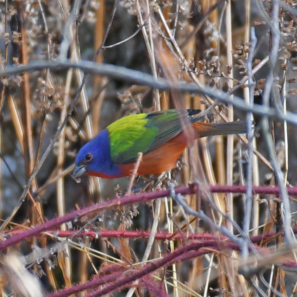 Painted Bunting - ML615862188