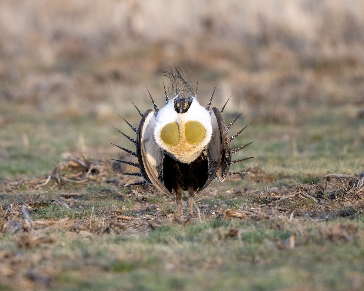 Greater Sage-Grouse - ML615862275
