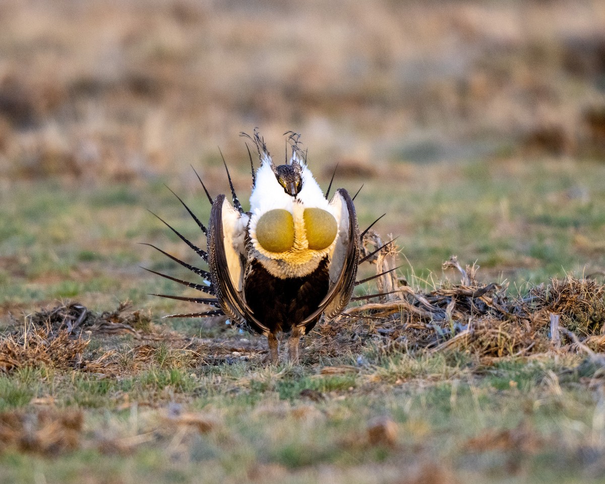 Greater Sage-Grouse - ML615862277