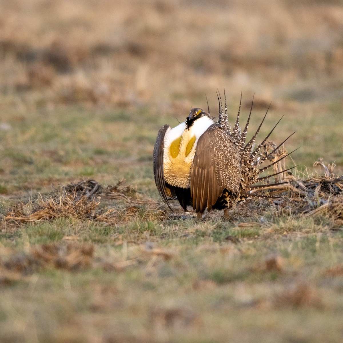 Greater Sage-Grouse - ML615862278