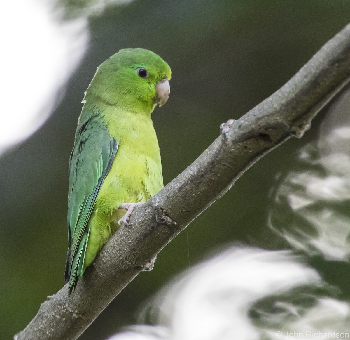 Spectacled Parrotlet - ML615862435