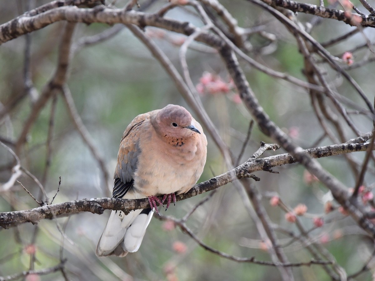 Laughing Dove - ML615862520