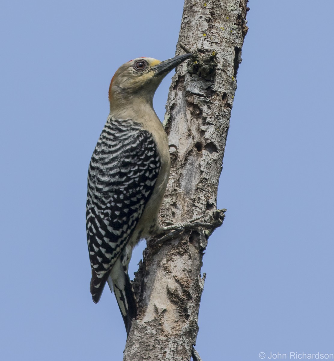 Red-crowned Woodpecker - ML615862528