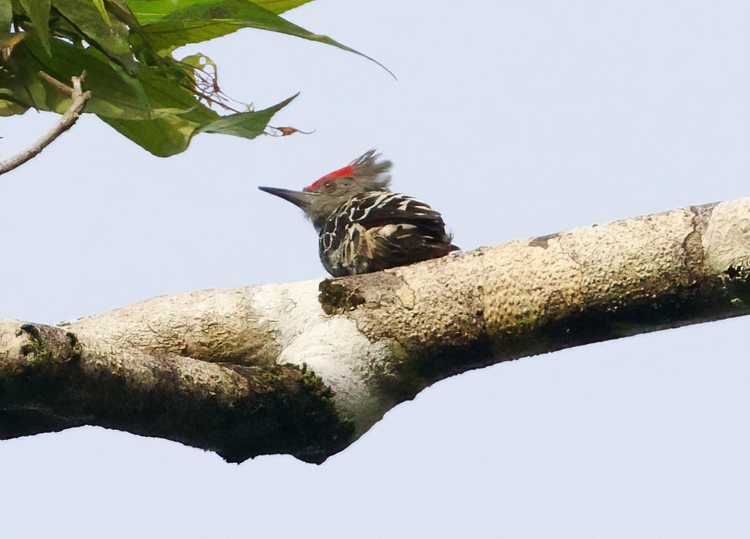Gray-and-buff Woodpecker - ML615862566