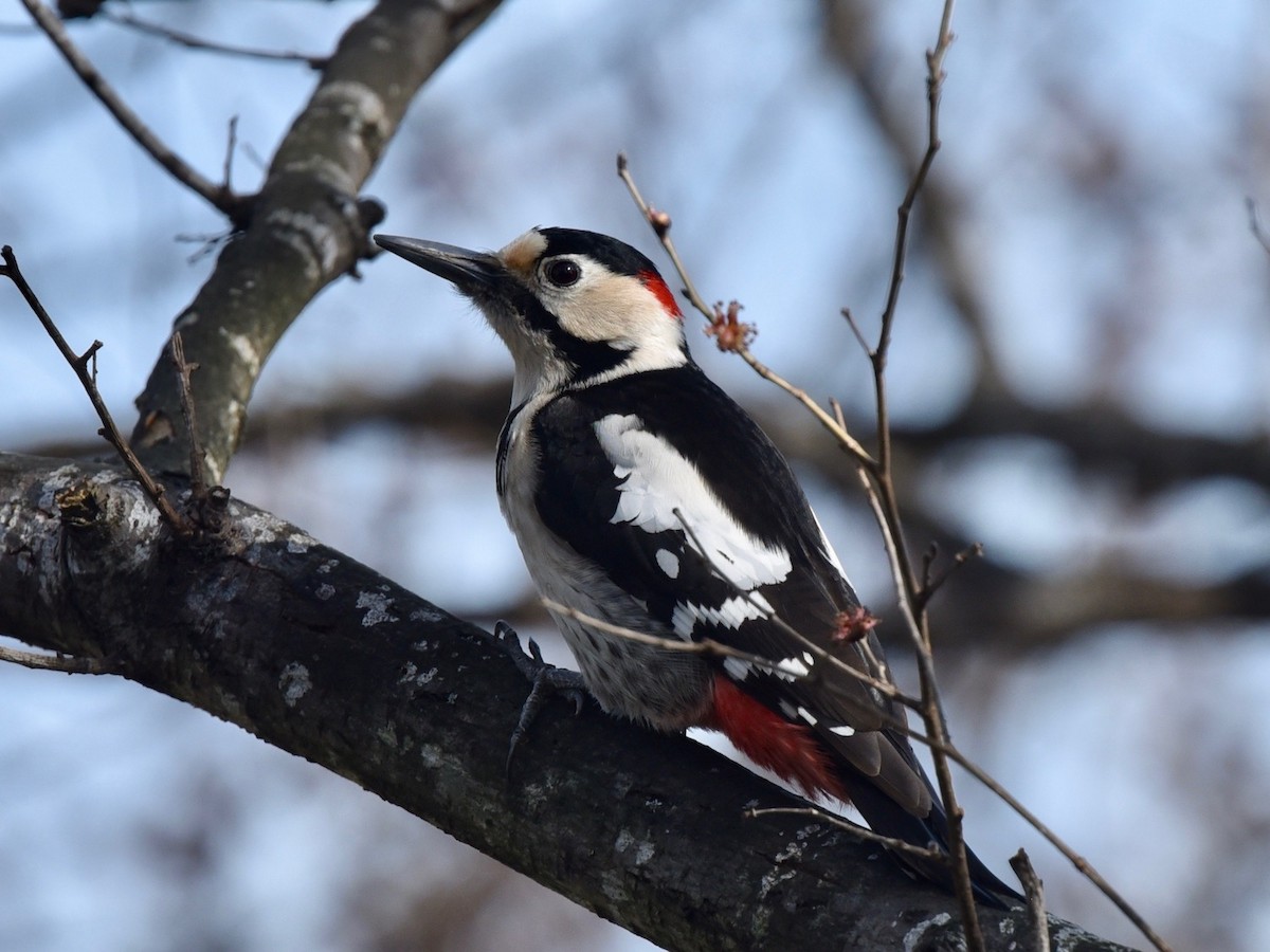 Syrian Woodpecker - nukhet barlas