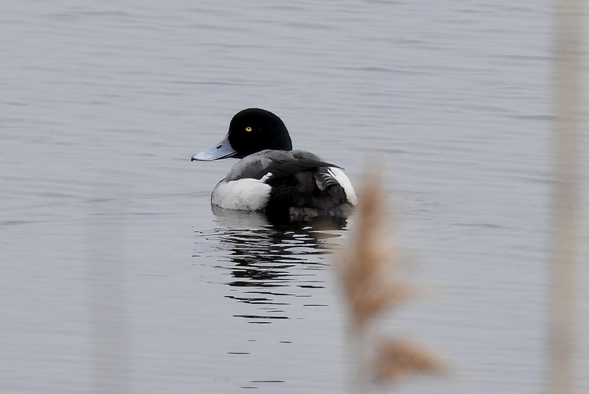 Greater Scaup - ML615862793