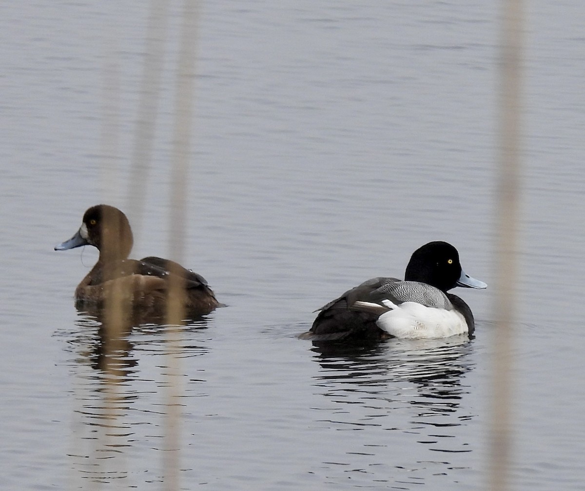 Greater Scaup - ML615862794