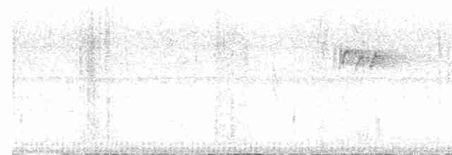 Weißbinden-Ameisenvogel - ML615862863