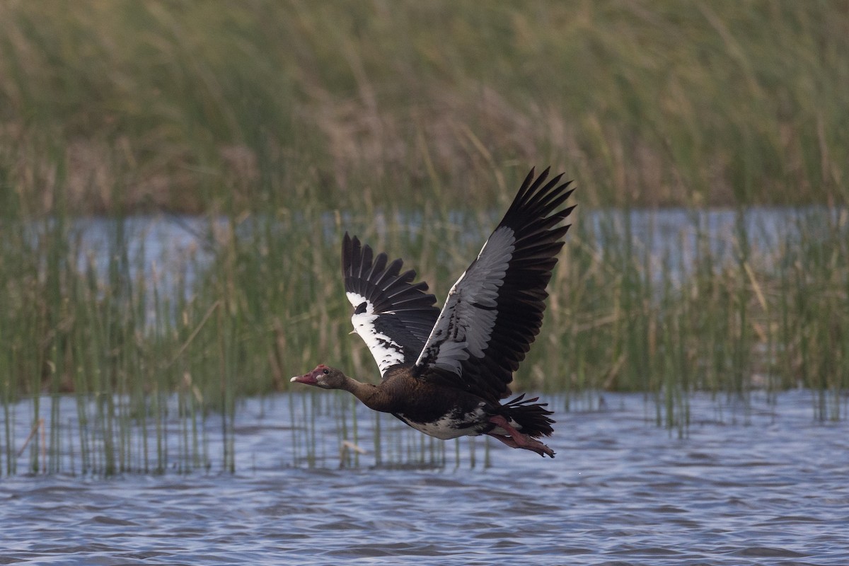 Spur-winged Goose (Southern) - ML615862883